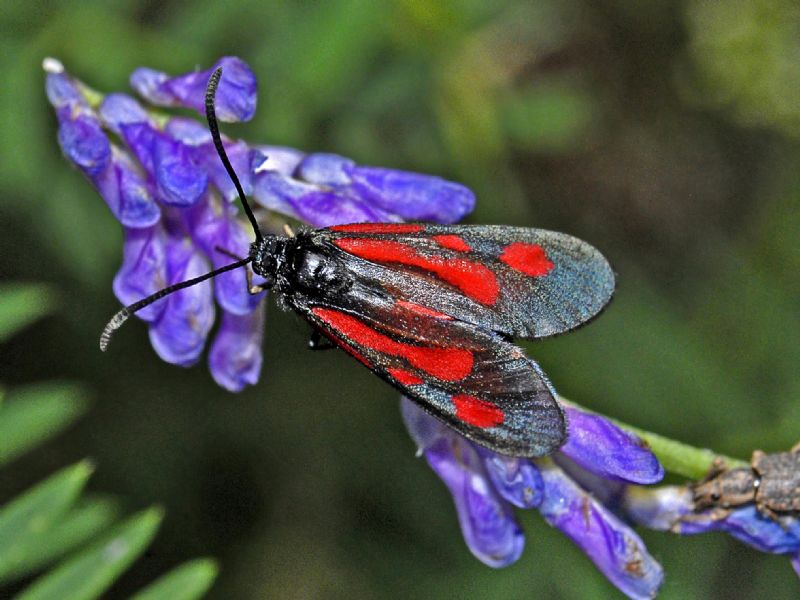 Una Zigena dal Piemonte da identificare - Zygaena (Zygaena) romeo